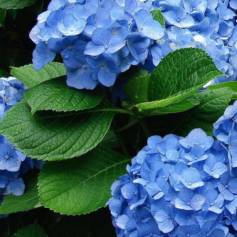 Hydrangea macrophylla Deutschland - Bolhortensia (Blad)