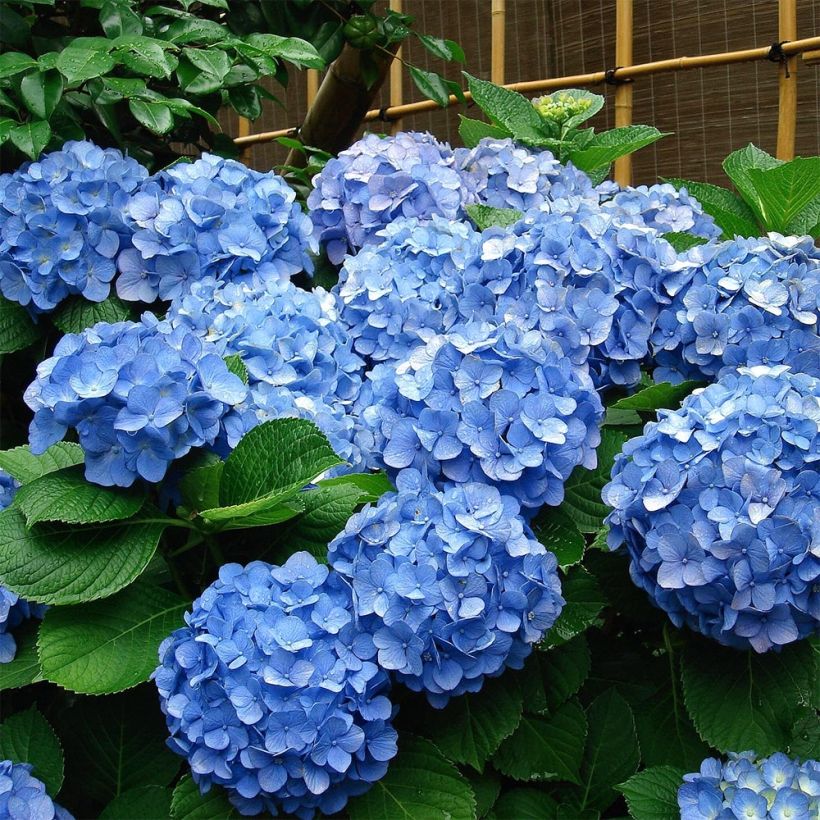 Hydrangea macrophylla Deutschland - Bolhortensia (Groeiplaats)