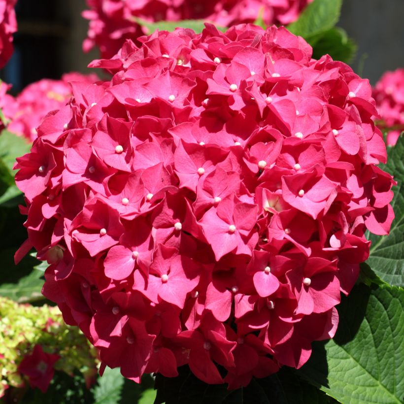 Hydrangea macrophylla Deutschland - Bolhortensia (Bloei)