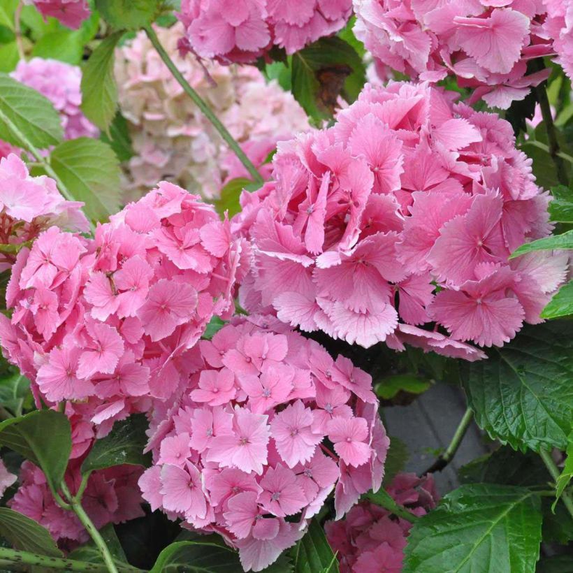 Hydrangea macrophylla Dolce Farfalle - Bolhortensia (Bloei)