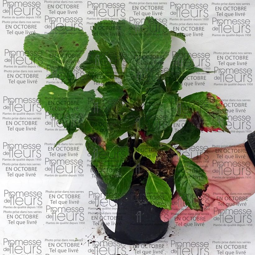 Voorbeeld van een exemplaar van Hortensia - Hydrangea macrophylla Dolce Fragola Pot de 4L/5L zoals geleverd