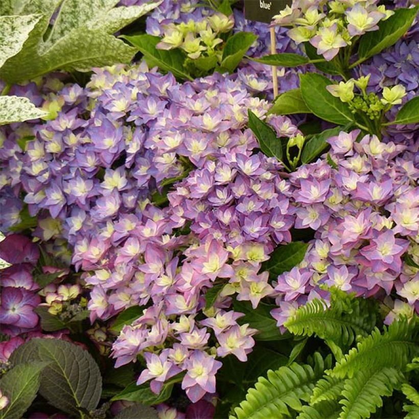 Hydrangea macrophylla Double Dutch Blue - Boerenhortensia (Bloei)