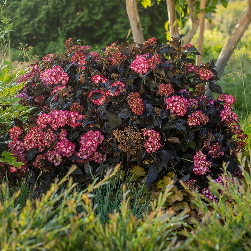 Hydrangea macrophylla Eclipse - Bolhortensia (Groeiplaats)
