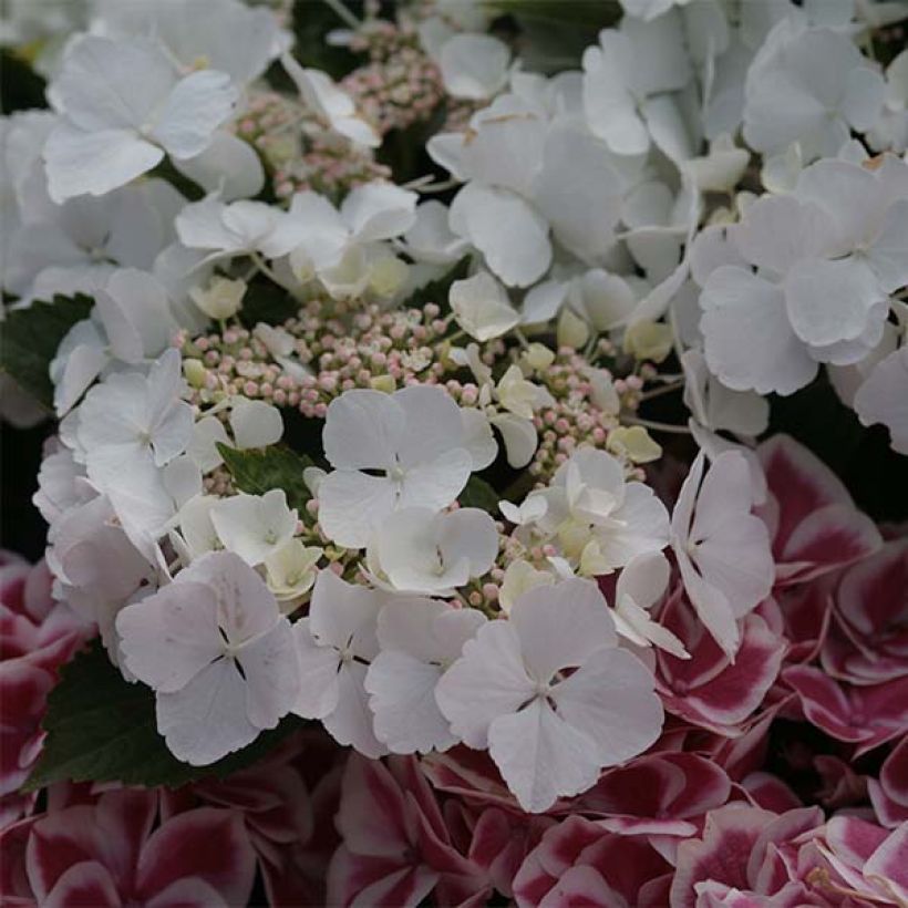 Hydrangea macrophylla Elegance - Bolhortensia (Bloei)