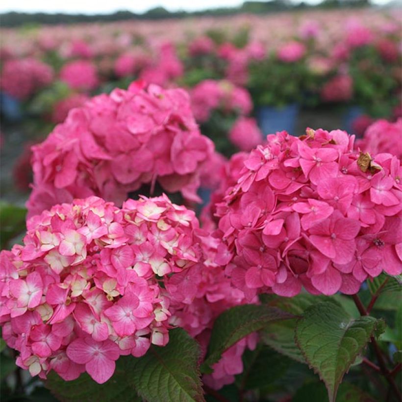 Hydrangea macrophylla Endless Summer Bloomstar - Bolhortensia (Bloei)