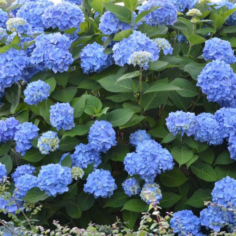 Hydrangea macrophylla Endless Summer The Original Blue - Bolhortensia (Bloei)