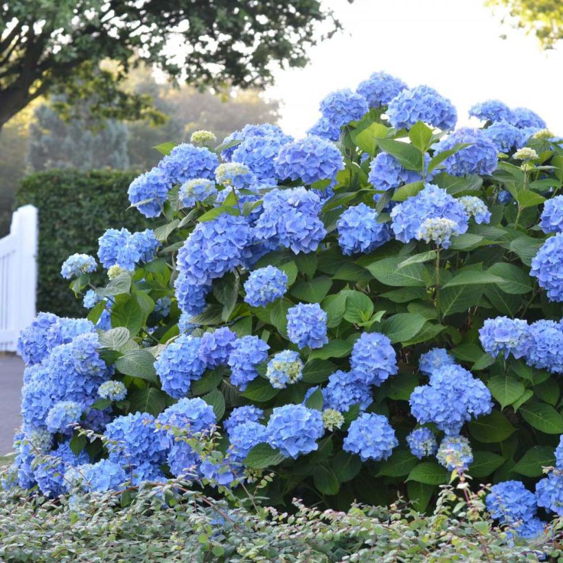 Hydrangea macrophylla Endless Summer The Original Blue - Bolhortensia (Groeiplaats)
