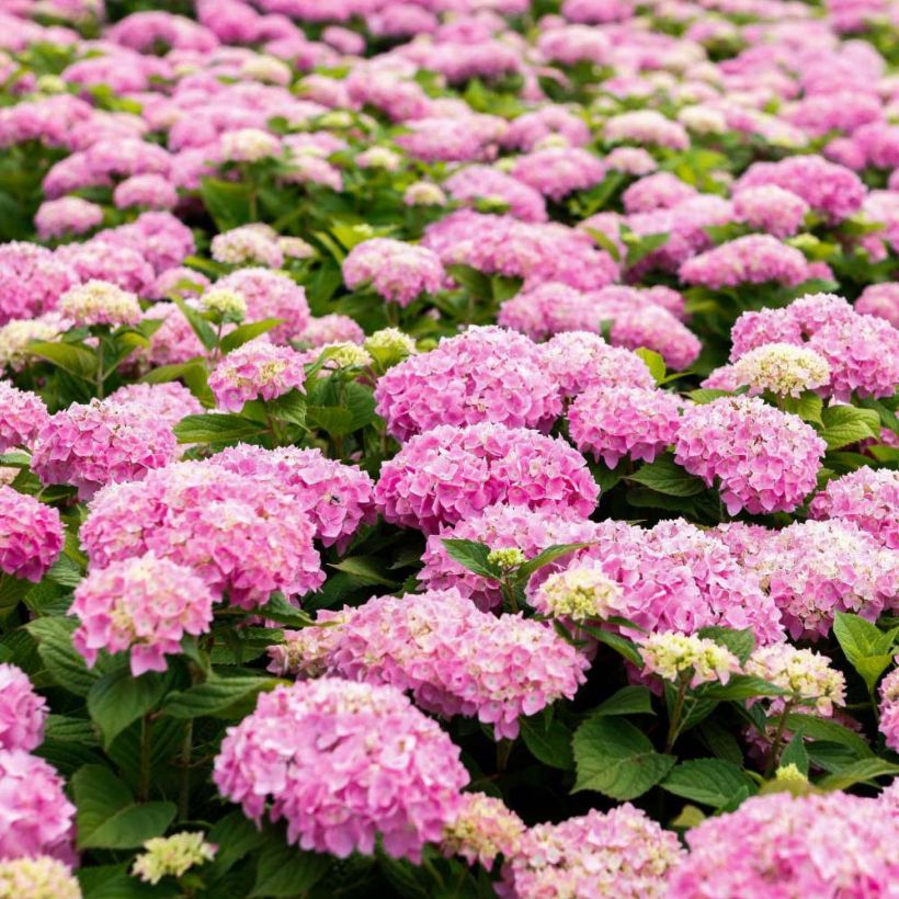 Hydrangea macrophylla Endless Summer The Original Pink - Bolhortensia (Flowering)