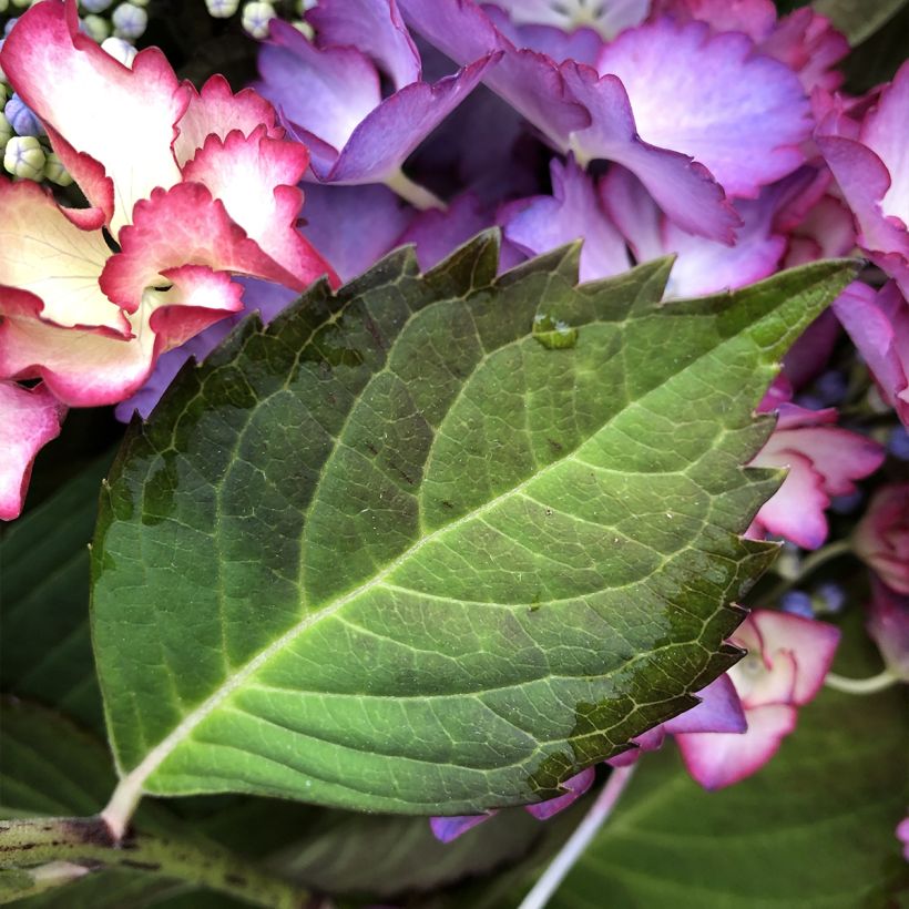Hydrangea macrophylla Rendez-Vous French Cancan - Schermhortensia (Blad)