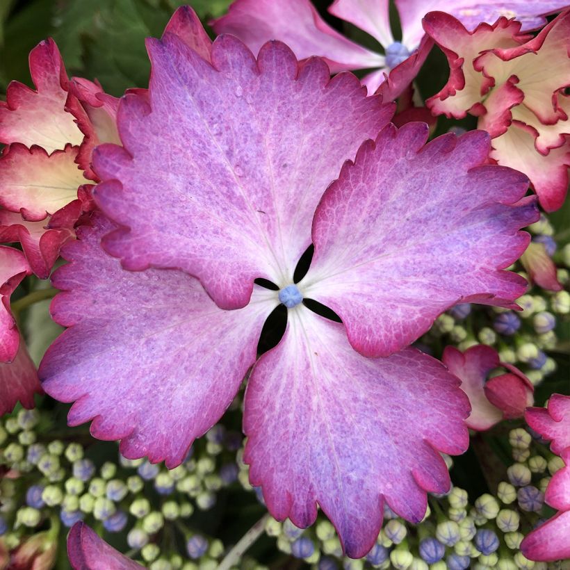Hydrangea macrophylla Rendez-Vous French Cancan - Schermhortensia (Bloei)