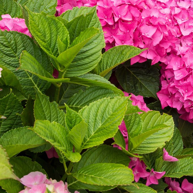 Hydrangea macrophylla Freudenstein - Bolhortensia (Blad)