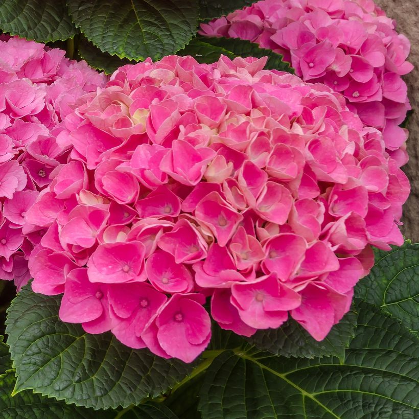 Hydrangea macrophylla Freudenstein - Bolhortensia (Bloei)