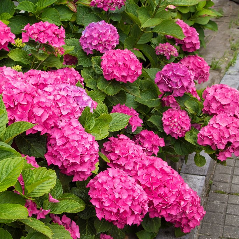 Hydrangea macrophylla Freudenstein - Bolhortensia (Groeiplaats)