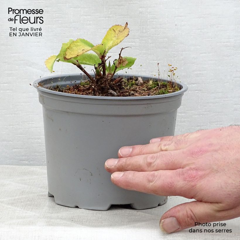 Exemplaar van Hydrangea macrophylla Koria - Schermhortensia Pot van 2 l/3 l zoals geleverd in de winter