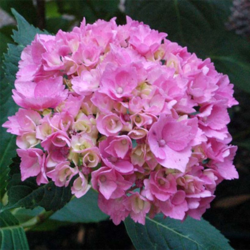 Hydrangea macrophylla La Marne - Bolhortensia (Bloei)