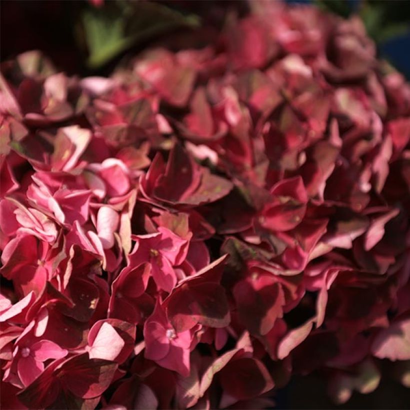 Hydrangea macrophylla Magical Crimson - Bolhortensia (Bloei)