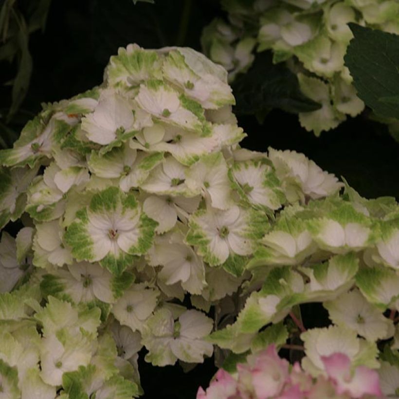 Hydrangea macrophylla Magical Noblesse - Bolhortensia (Bloei)