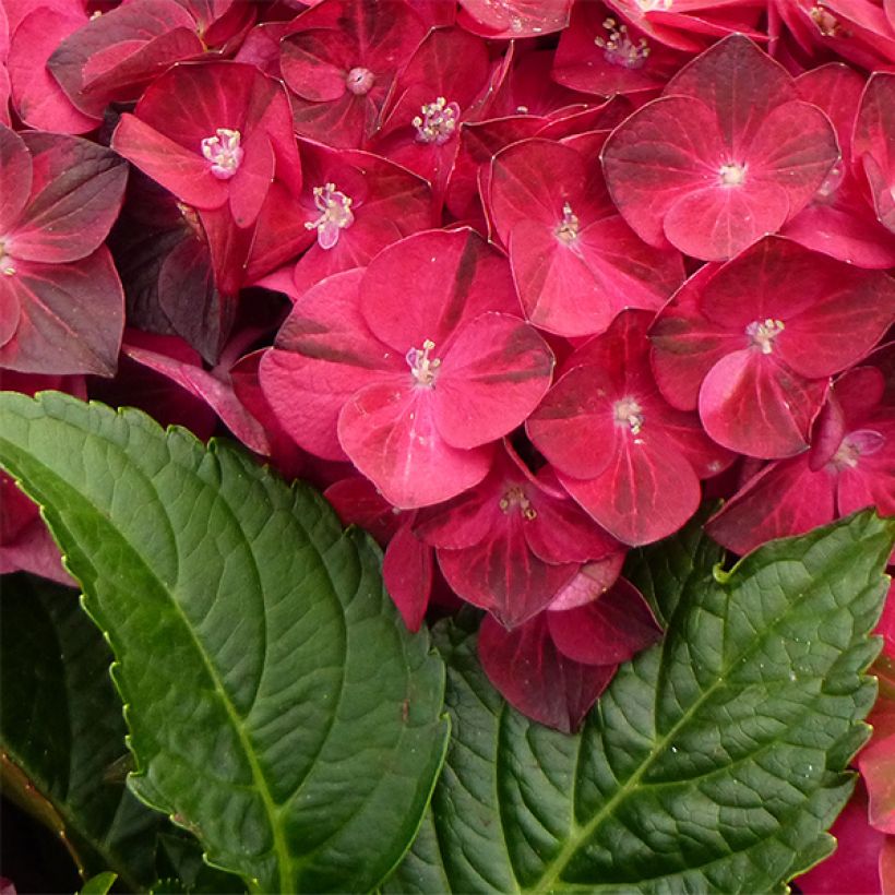 Hydrangea macrophylla Magical Ruby Tuesday - Bolhortensia (Blad)