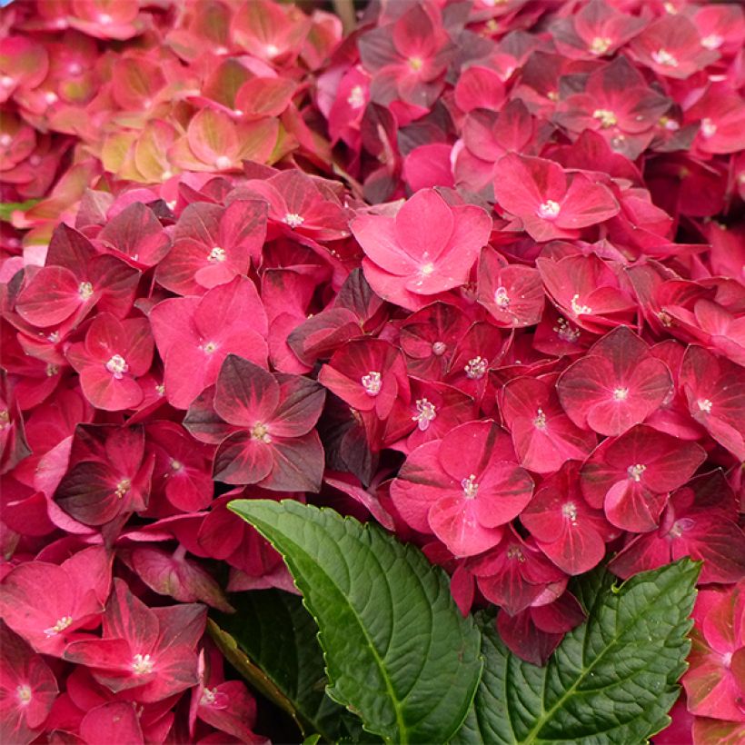 Hydrangea macrophylla Magical Ruby Tuesday - Bolhortensia (Bloei)