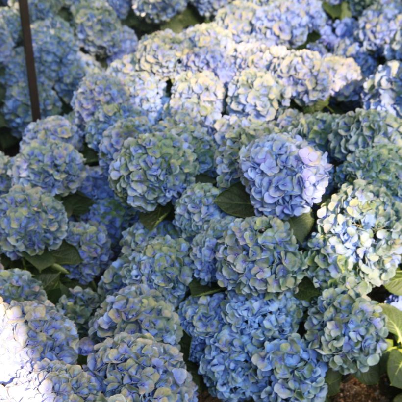 Bolhortensia Mathilde Gutges (Bloei)