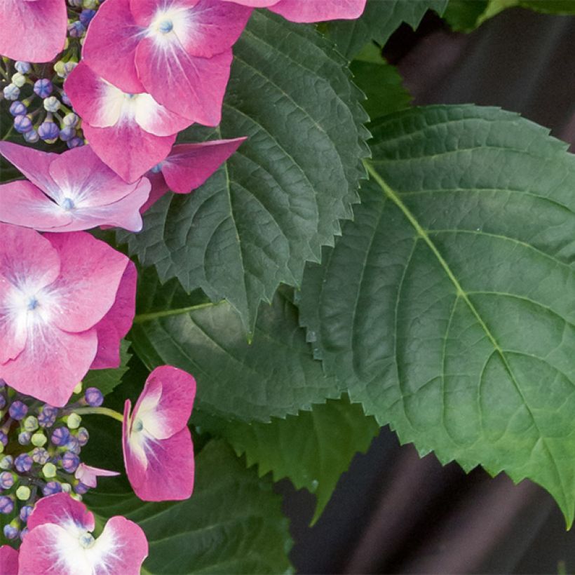 Hydrangea macrophylla Mousmee - Schermhortensia (Blad)