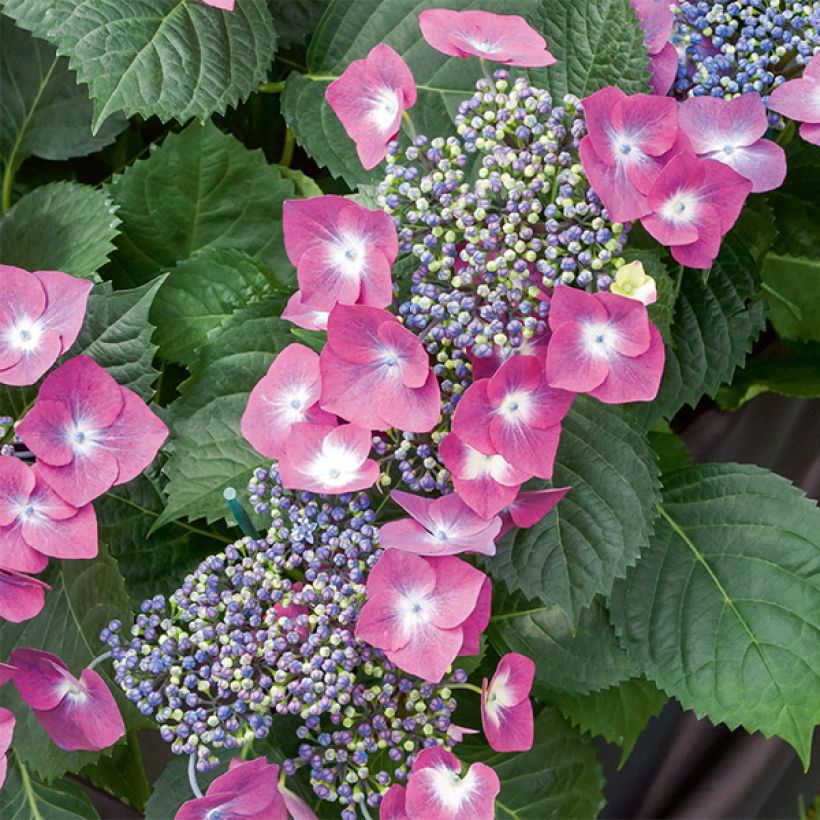 Hydrangea macrophylla Mousmee - Schermhortensia (Bloei)