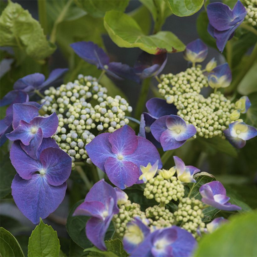 Hydrangea macrophylla Nachtigall - Schermhortensia (Bloei)
