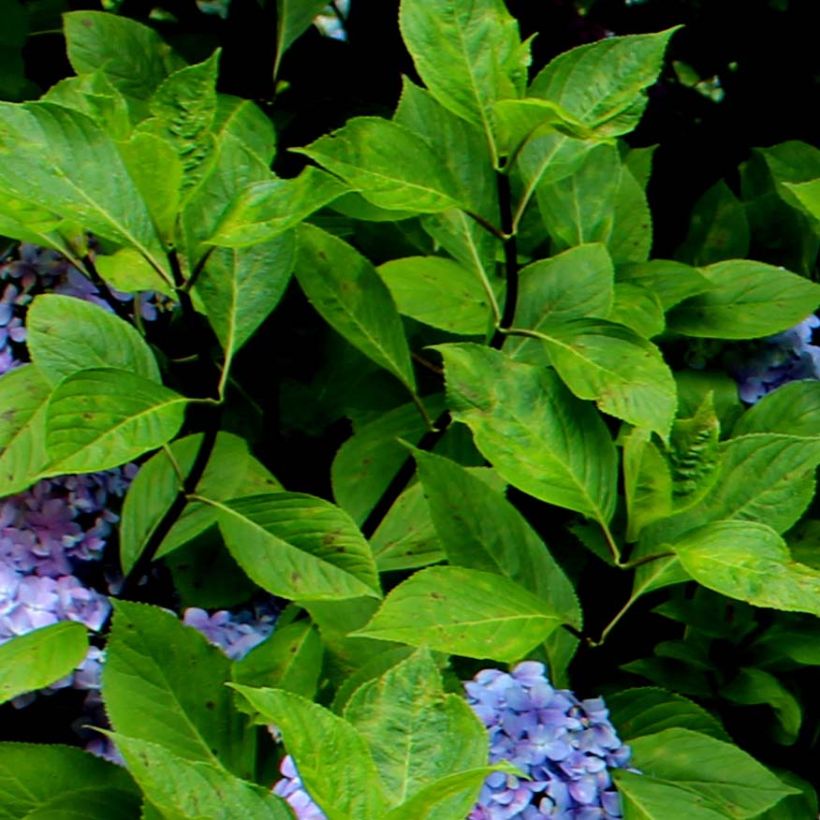 Hydrangea macrophylla Nigra - Bolhortensia (Blad)