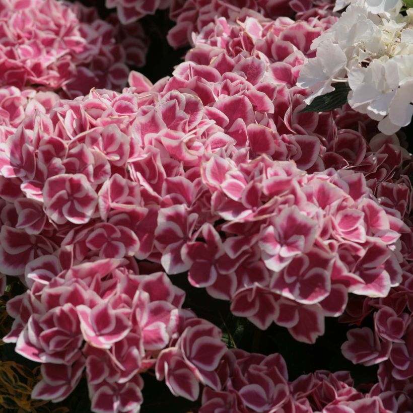 Hydrangea macrophylla Red Ace - Bolhortensia (Bloei)