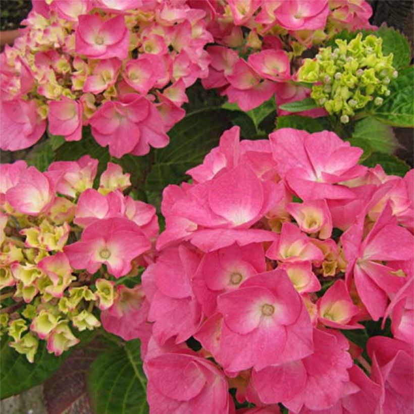 Hydrangea macrophylla Rosita - Boerenhortensia (Bloei)