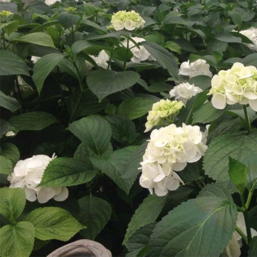 Hydrangea macrophylla Schneeball - Bolhortensia (Blad)