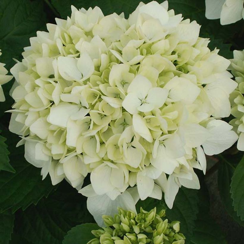 Hydrangea macrophylla Soeur Thérèse - Bolhortensia (Flowering)