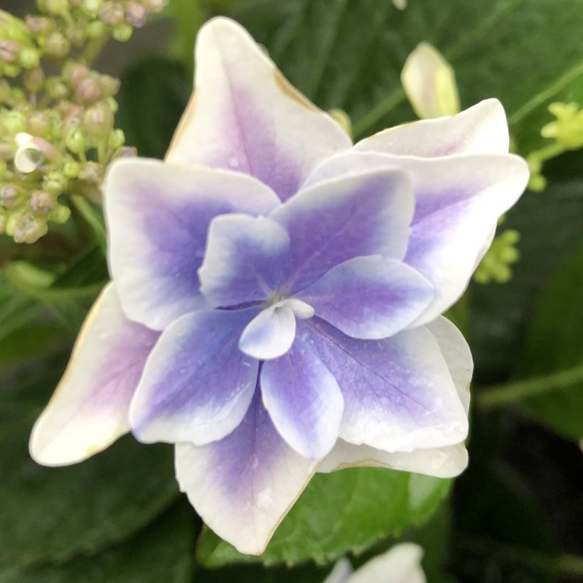 Hydrangea macrophylla Stargazer - Bolhortensia (Bloei)