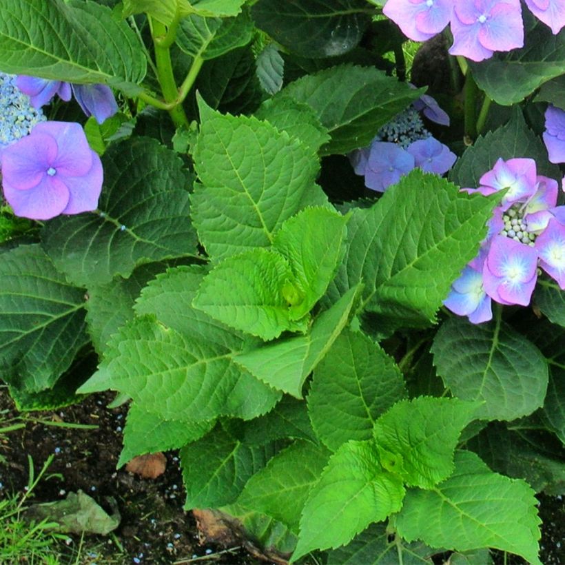 Schermhortensia Teller Blue - Schermhortensia (Blad)