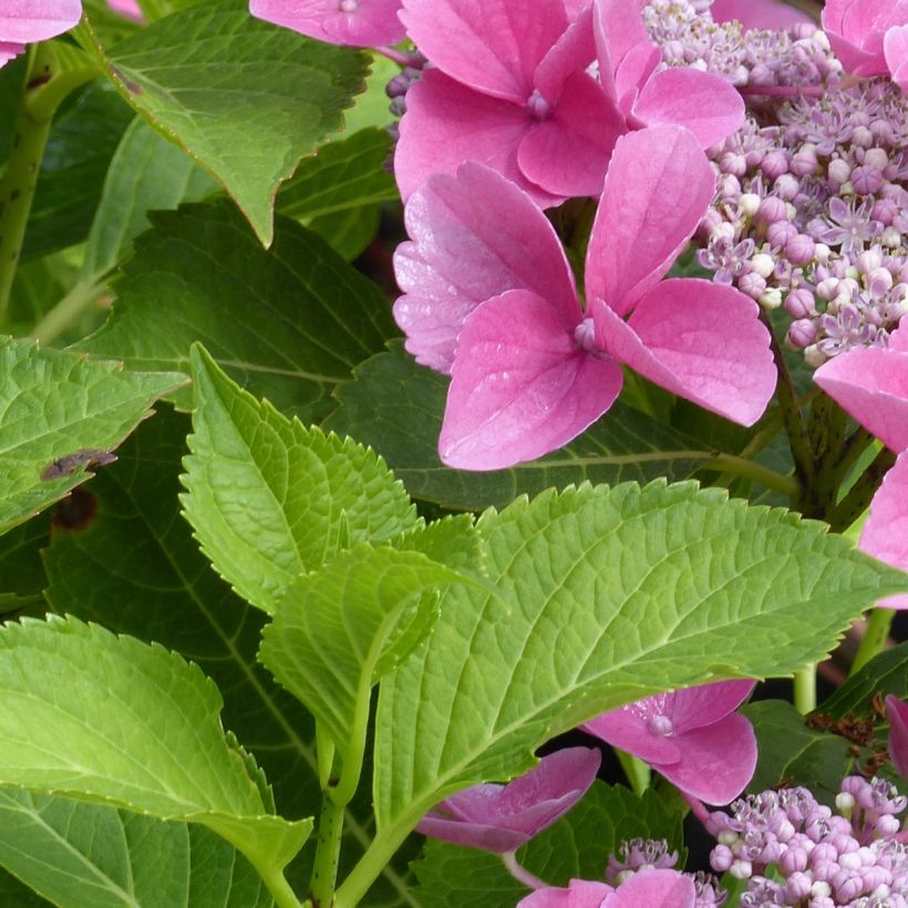 Hydrangea macrophylla Teller Pink - Schermhortensia (Blad)