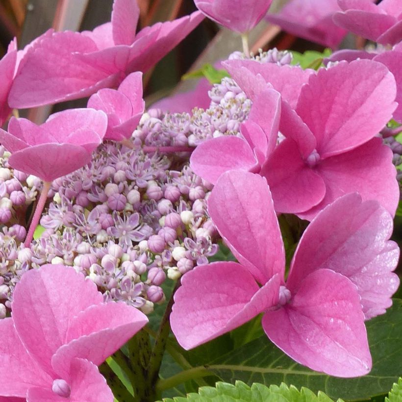 Hydrangea macrophylla Teller Pink - Schermhortensia (Bloei)