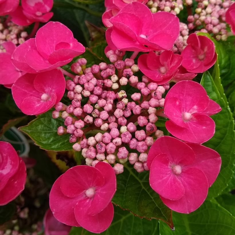 Hydrangea macrophylla Teller Red -  - Schermhortensia (Bloei)