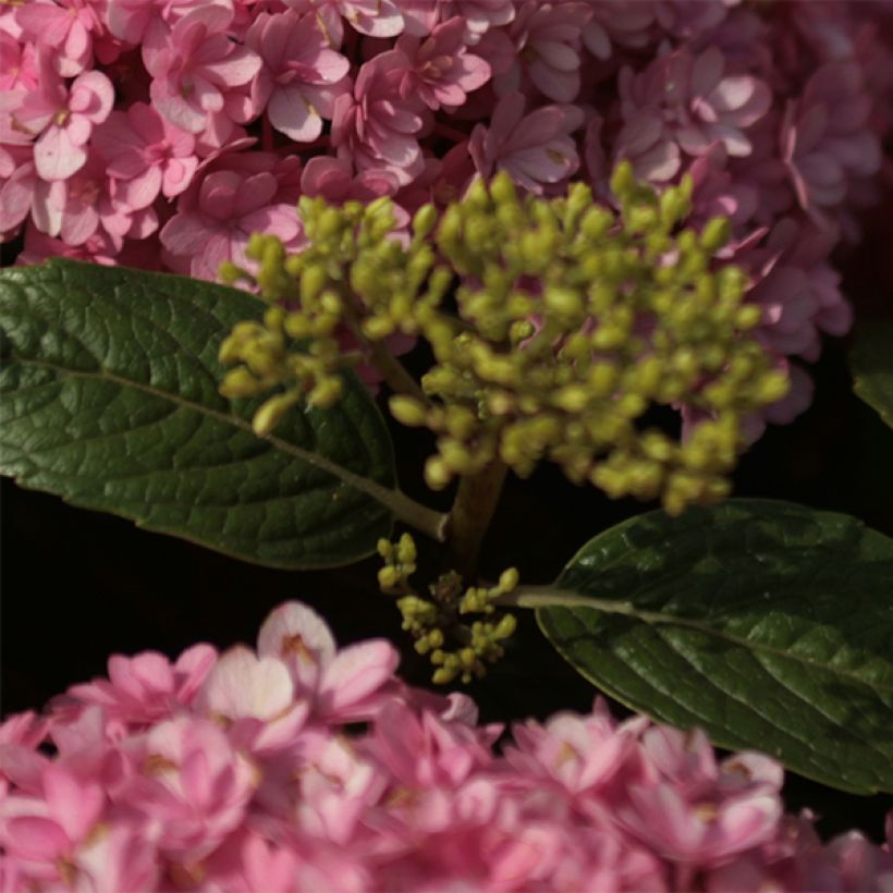 Hydrangea macrophylla Umbrella - Bolhortensia (Blad)