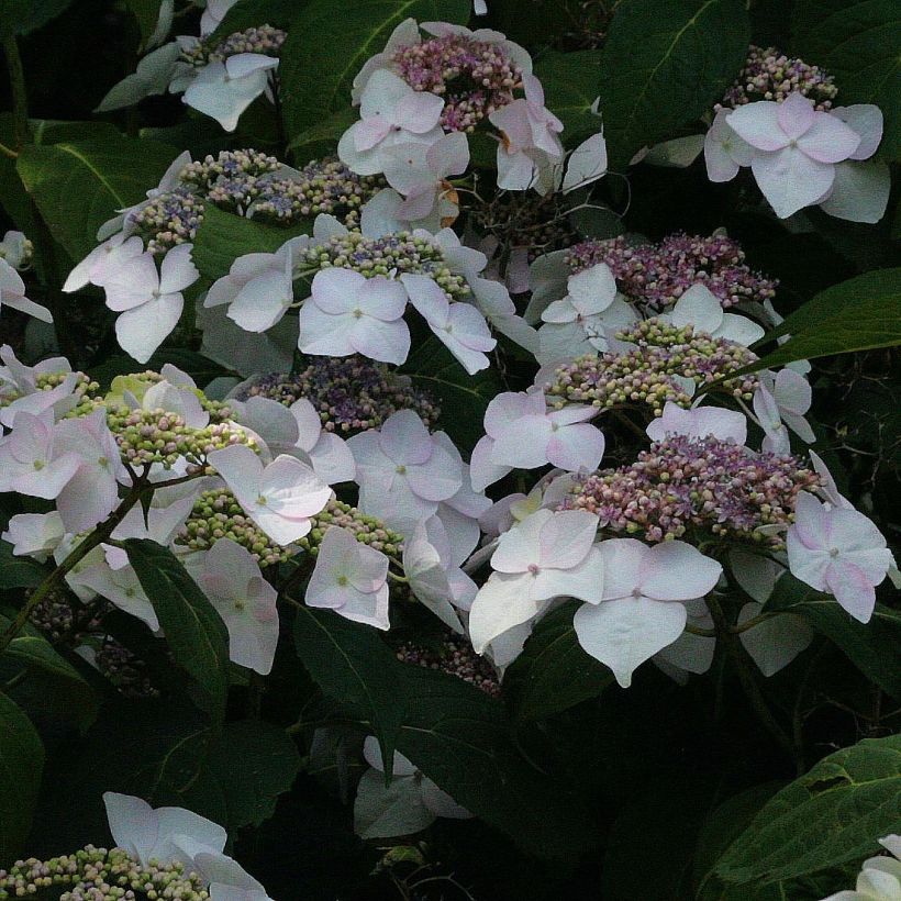 Hydrangea macrophylla Veitchii - Schermhortensia (Bloei)