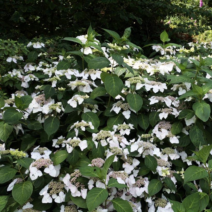 Hydrangea macrophylla Veitchii - Schermhortensia (Groeiplaats)