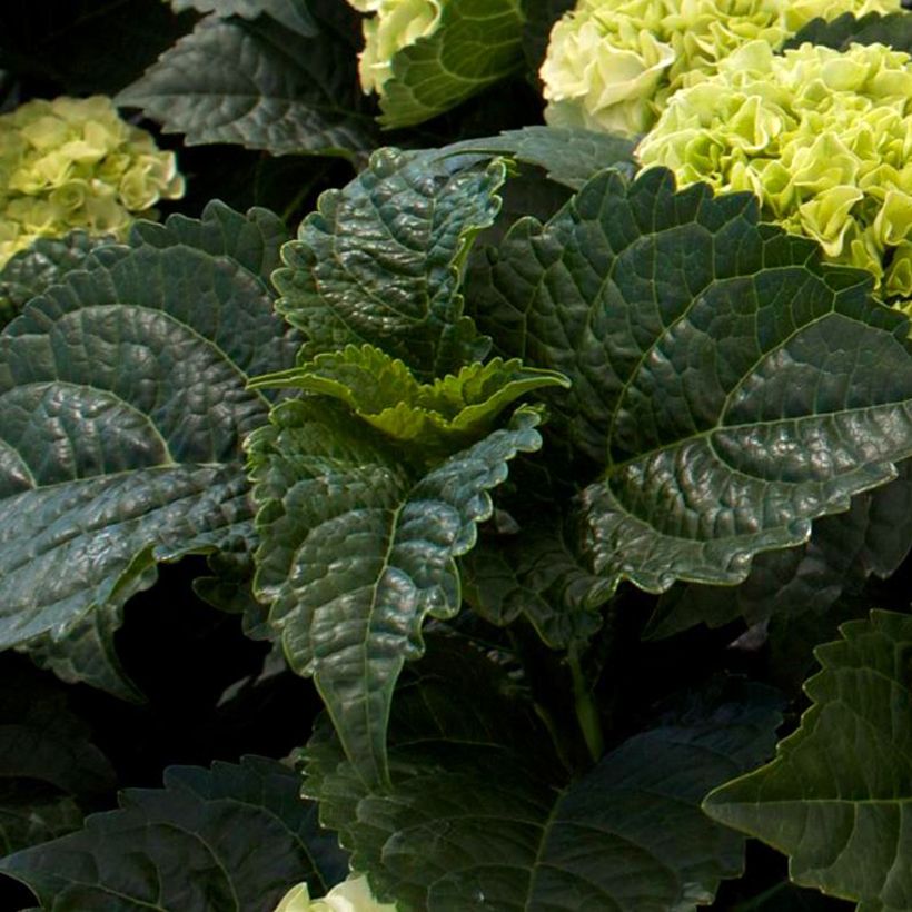 Hydrangea macrophylla Wudu - Boerenhortensia (Blad)