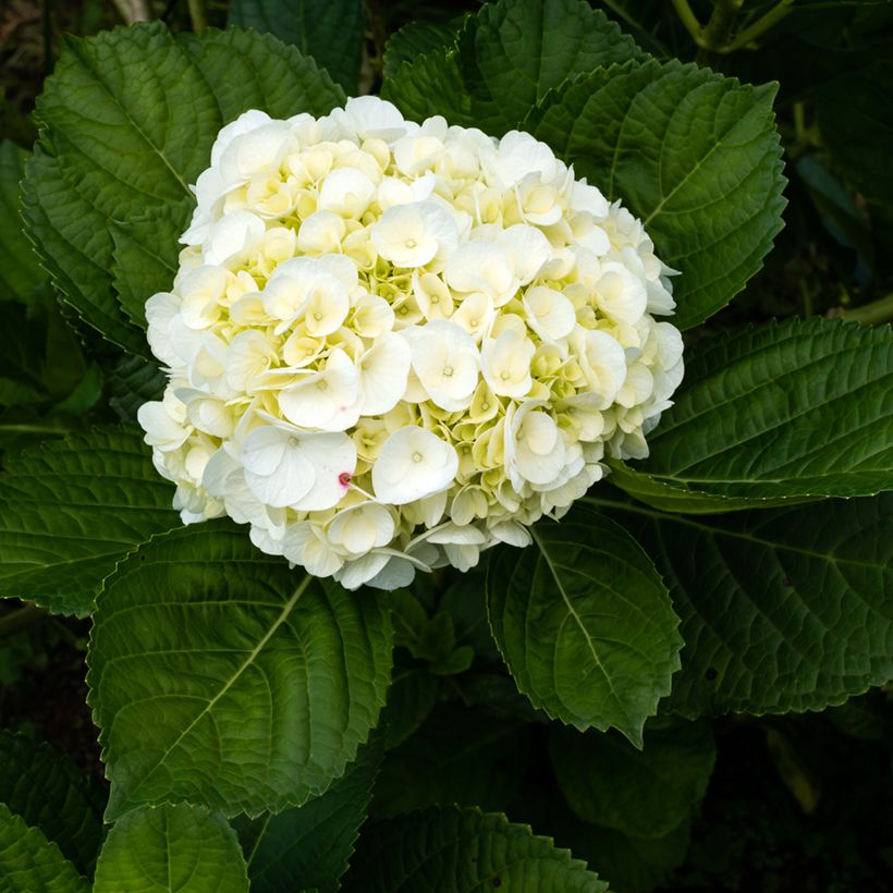 Hydrangea macrophylla Wudu - Boerenhortensia (Bloei)