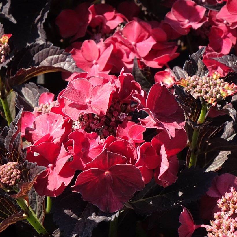 Hydrangea After Midnight - Schermhortensia (Bloei)