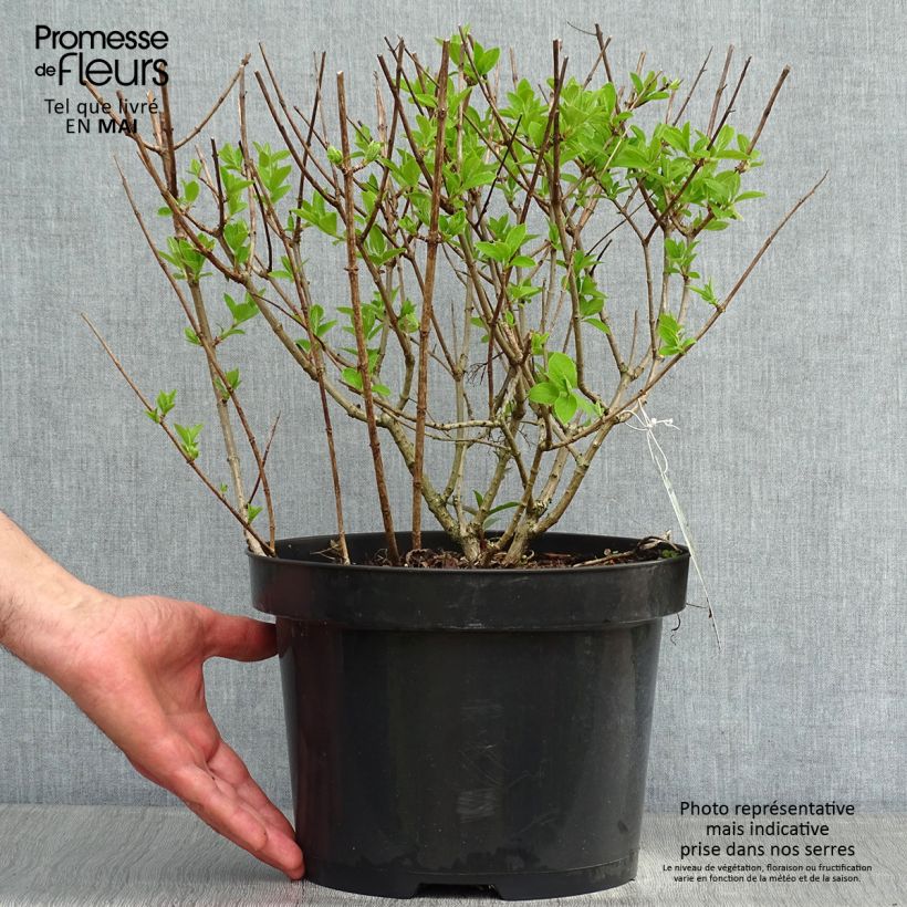 Example of Hydrangea paniculata Bobo - Dwergpluimhortensia Pot van 6 l/7 l as you get in printemps