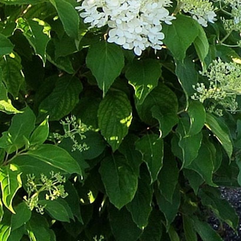 Hydrangea paniculata Bombshell - Pluimhortensia (Blad)