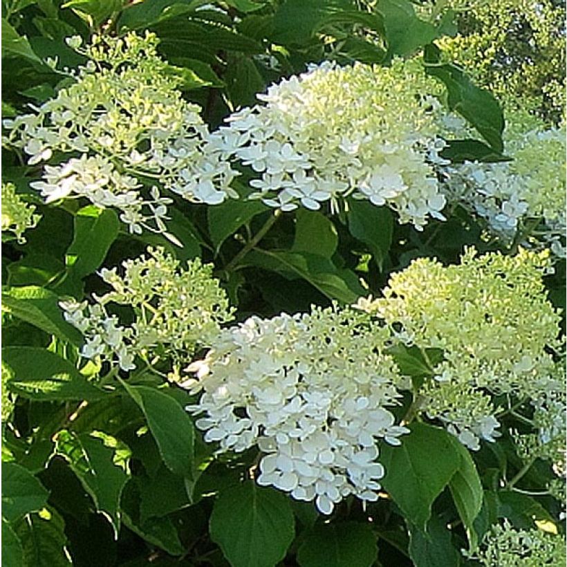 Hydrangea paniculata Bombshell - Pluimhortensia (Bloei)