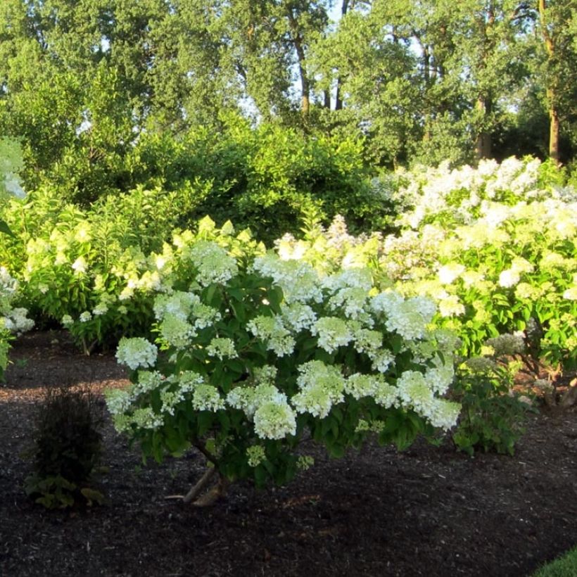 Hydrangea paniculata Bombshell - Pluimhortensia (Groeiplaats)