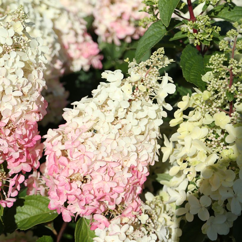 Hydrangea paniculata Candlelight - Pluimhortensia (Bloei)