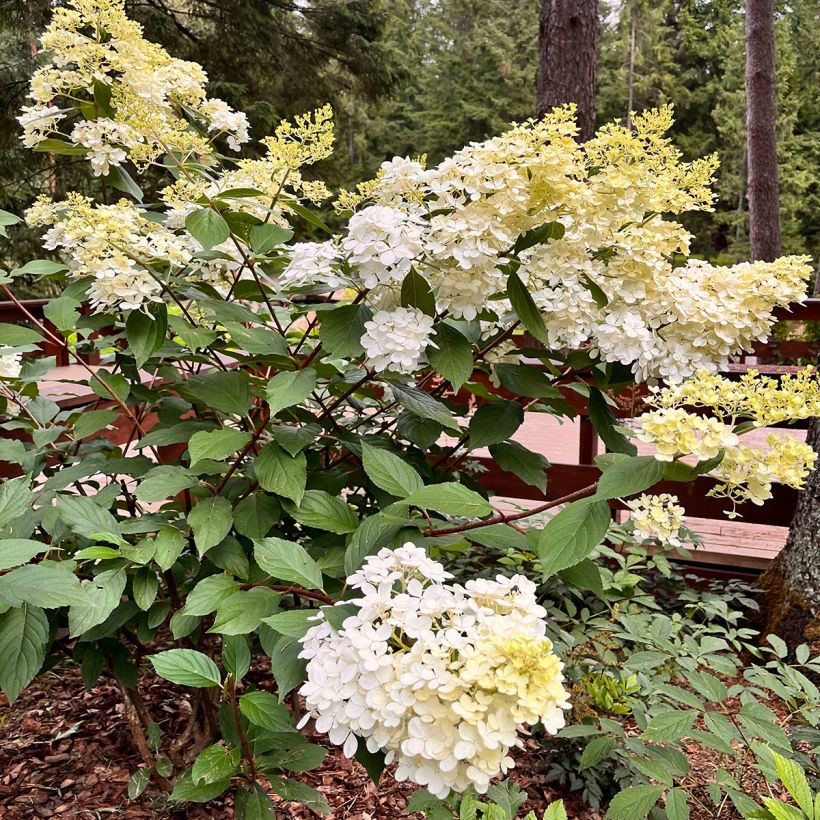 Hydrangea paniculata Candlelight - Pluimhortensia (Groeiplaats)
