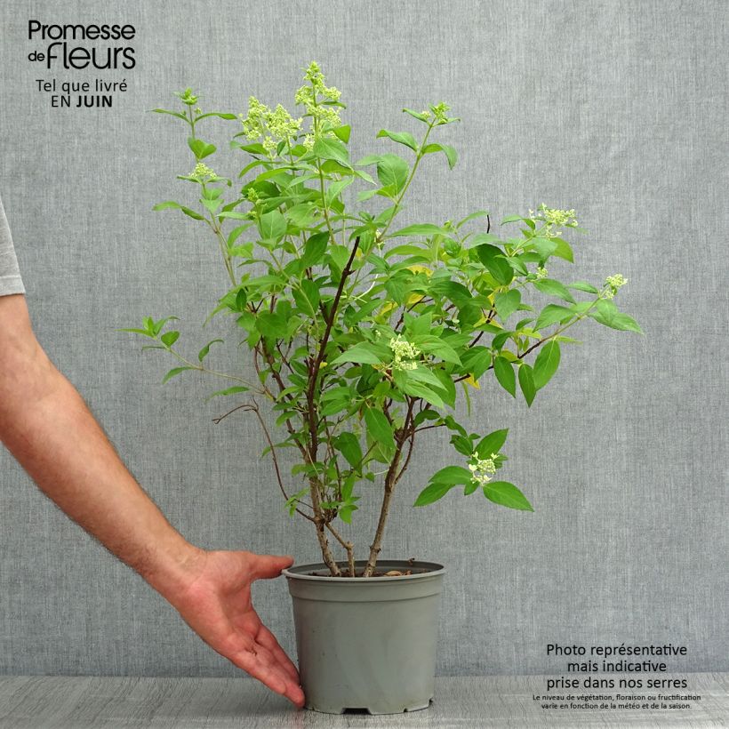 Exemplaar van Hydrangea paniculata Confetti - Pluimhortensia Pot van 2 l/3 l zoals geleverd in de zomer